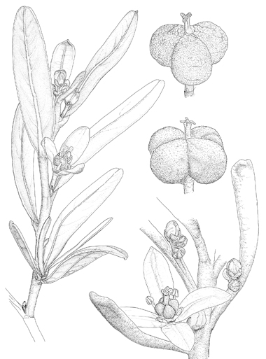 Cneorum tricoccon Neochamaelea pulverulenta